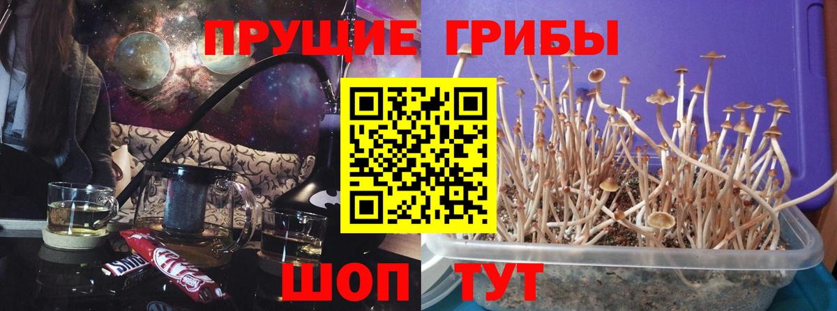 Галлюциногенные грибы GOLDEN TEACHER  Псилоцибиновые грибы Psilocybine cubensis  Вход с VPN  Тольятти 